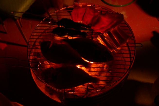 dscn7158.jpg